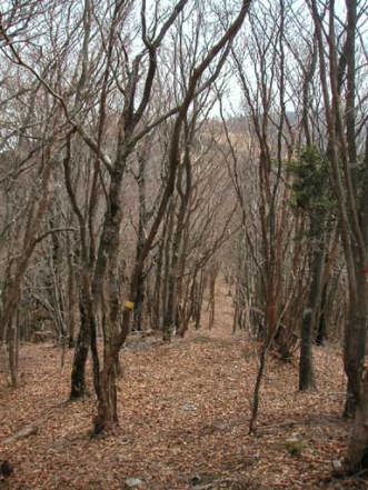 �؊��R�R���ւ̓�